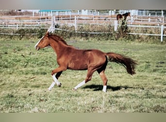 Deutsches Sportpferd, Stute, 3 Jahre, 174 cm, Fuchs