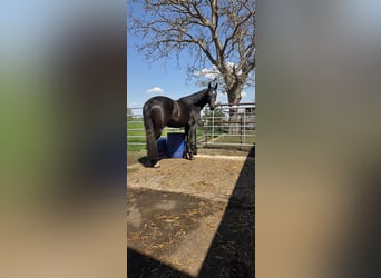 Deutsches Sportpferd, Stute, 3 Jahre, 174 cm, Kann Schimmel werden