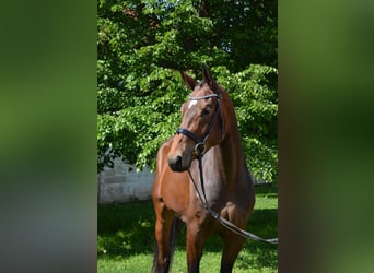 Deutsches Sportpferd, Stute, 3 Jahre, 175 cm, Brauner