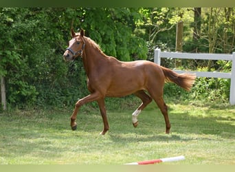 Deutsches Sportpferd, Stute, 3 Jahre, Dunkelfuchs