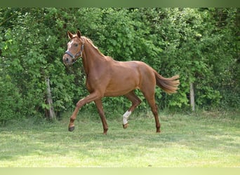Deutsches Sportpferd, Stute, 3 Jahre, Dunkelfuchs