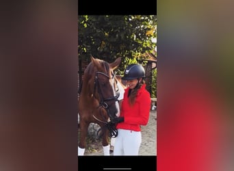 Deutsches Sportpferd, Stute, 3 Jahre, Fuchs