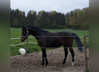 Deutsches Sportpferd, Stute, 3 Jahre, Schwarzbrauner