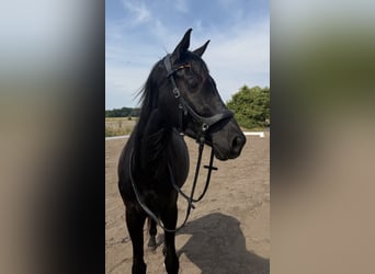Deutsches Sportpferd, Stute, 3 Jahre