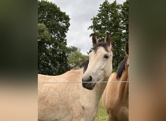 Deutsches Sportpferd, Stute, 4 Jahre, 152 cm, Buckskin