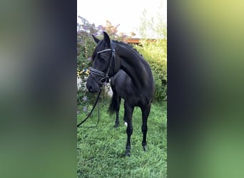 Deutsches Sportpferd, Stute, 4 Jahre, 157 cm, Rappe
