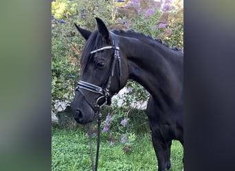 Deutsches Sportpferd, Stute, 4 Jahre, 157 cm, Rappe