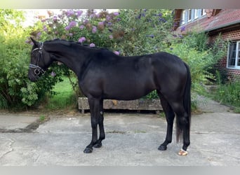 Deutsches Sportpferd, Stute, 4 Jahre, 157 cm, Rappe