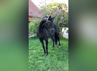 Deutsches Sportpferd, Stute, 4 Jahre, 157 cm, Rappe
