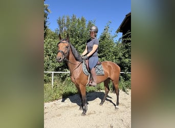 Deutsches Sportpferd, Stute, 4 Jahre, 158 cm, Brauner