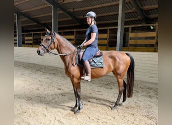 Deutsches Sportpferd, Stute, 4 Jahre, 158 cm, Brauner