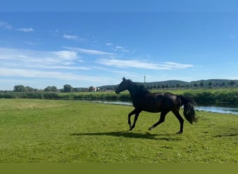 Deutsches Sportpferd, Stute, 4 Jahre, 158 cm, Brauner