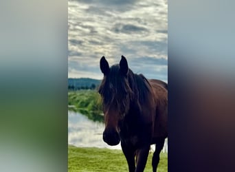 Deutsches Sportpferd, Stute, 4 Jahre, 158 cm, Brauner