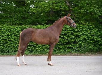 Deutsches Sportpferd, Stute, 4 Jahre, 158 cm, Fuchs