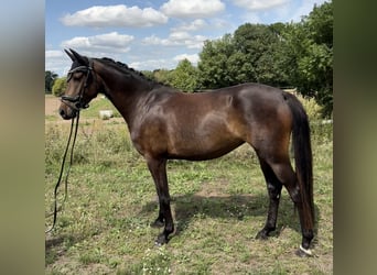 Deutsches Sportpferd, Stute, 4 Jahre, 159 cm, Dunkelbrauner