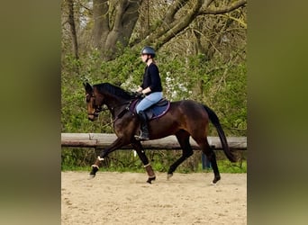 Deutsches Sportpferd, Stute, 4 Jahre, 159 cm, Dunkelbrauner