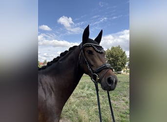 Deutsches Sportpferd, Stute, 4 Jahre, 159 cm, Dunkelbrauner