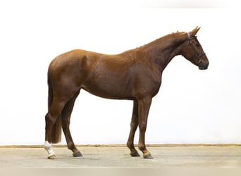 Deutsches Sportpferd, Stute, 4 Jahre, 159 cm, Fuchs