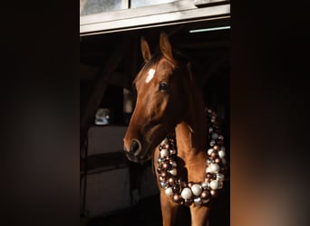 Deutsches Sportpferd, Stute, 4 Jahre, 160 cm, Brauner