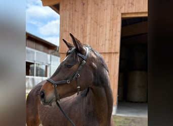 Deutsches Sportpferd, Stute, 4 Jahre, 160 cm, Brauner