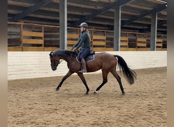 Deutsches Sportpferd, Stute, 4 Jahre, 160 cm, Brauner