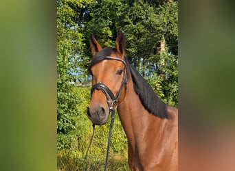 Deutsches Sportpferd, Stute, 4 Jahre, 160 cm, Brauner