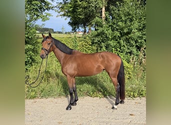 Deutsches Sportpferd, Stute, 4 Jahre, 160 cm, Brauner