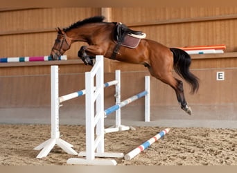 Deutsches Sportpferd, Stute, 4 Jahre, 160 cm, Brauner