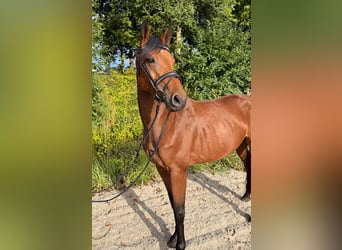 Deutsches Sportpferd, Stute, 4 Jahre, 160 cm, Brauner