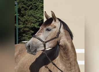 Deutsches Sportpferd, Stute, 4 Jahre, 160 cm, Braunfalbschimmel