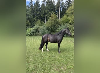 Deutsches Sportpferd, Stute, 4 Jahre, 160 cm, Dunkelbrauner