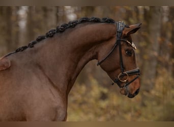 Deutsches Sportpferd, Stute, 4 Jahre, 160 cm, Dunkelbrauner