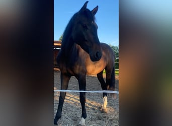 Deutsches Sportpferd, Stute, 4 Jahre, 160 cm, Dunkelbrauner