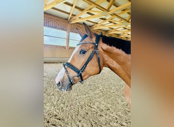 Deutsches Sportpferd, Stute, 4 Jahre, 160 cm, Hellbrauner