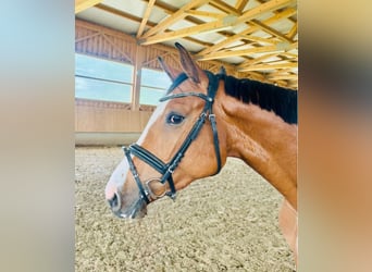 Deutsches Sportpferd, Stute, 4 Jahre, 160 cm, Hellbrauner