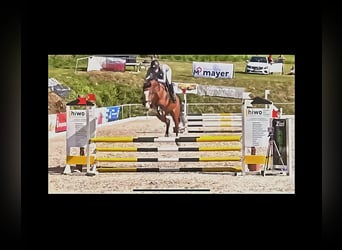 Deutsches Sportpferd, Stute, 4 Jahre, 160 cm, Hellbrauner