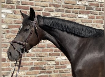 Deutsches Sportpferd, Stute, 4 Jahre, 160 cm, Rappe
