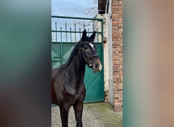 Deutsches Sportpferd, Stute, 4 Jahre, 160 cm, Rappschimmel