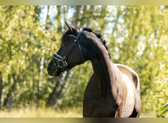 Deutsches Sportpferd, Stute, 4 Jahre, 161 cm, Rappe