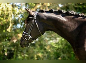 Deutsches Sportpferd, Stute, 4 Jahre, 161 cm, Rappe