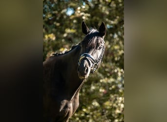 Deutsches Sportpferd, Stute, 4 Jahre, 161 cm, Rappe