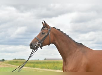 Deutsches Sportpferd, Stute, 4 Jahre, 162 cm, Brauner