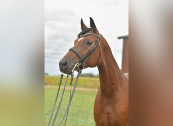 Deutsches Sportpferd, Stute, 4 Jahre, 162 cm, Brauner