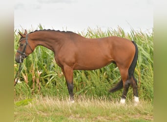 Deutsches Sportpferd, Stute, 4 Jahre, 162 cm, Brauner