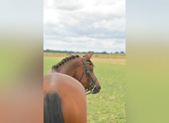 Deutsches Sportpferd, Stute, 4 Jahre, 162 cm, Brauner