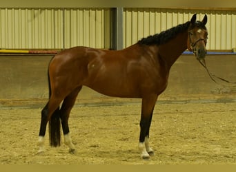 Deutsches Sportpferd, Stute, 4 Jahre, 162 cm, Brauner