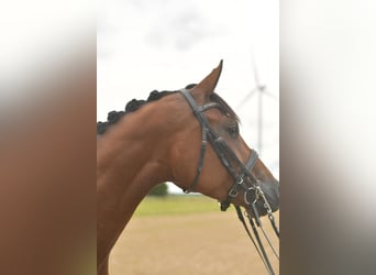 Deutsches Sportpferd, Stute, 4 Jahre, 162 cm, Brauner