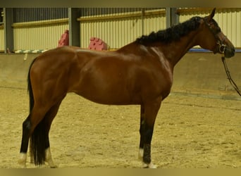Deutsches Sportpferd, Stute, 4 Jahre, 162 cm, Brauner