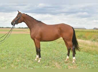 Deutsches Sportpferd, Stute, 4 Jahre, 162 cm, Brauner