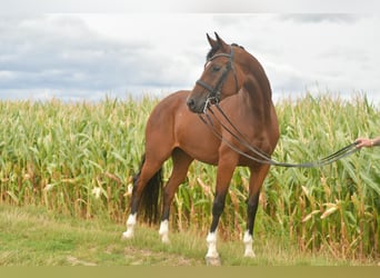 Deutsches Sportpferd, Stute, 4 Jahre, 162 cm, Brauner
